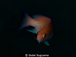 fairy basslet by Godai Sugiyama 